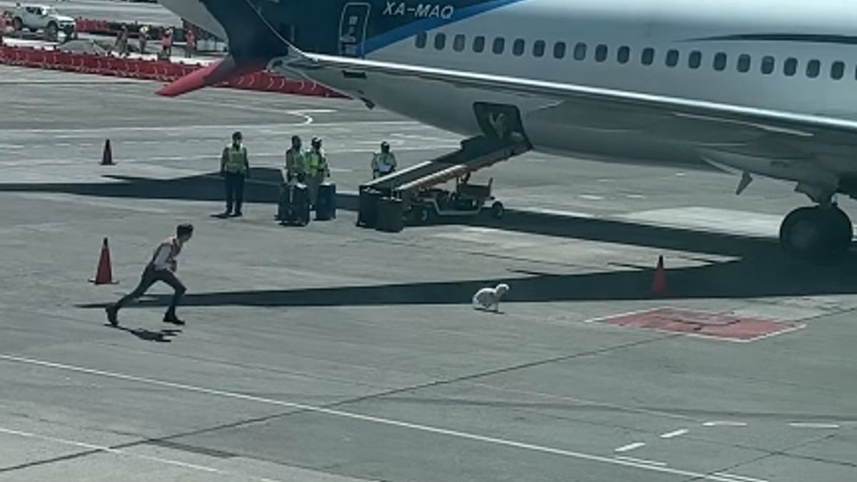 Illustration : "Un chien s'introduit sur le tarmac d'un aéroport et provoque une course-poursuite hilarante avec les bagagistes (vidéo)"
