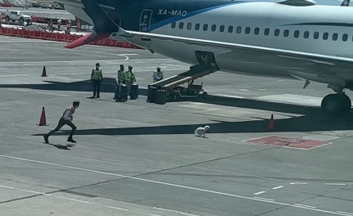 Illustration : "Un chien s'introduit sur le tarmac d'un aéroport et provoque une course-poursuite hilarante avec les bagagistes (vidéo)"