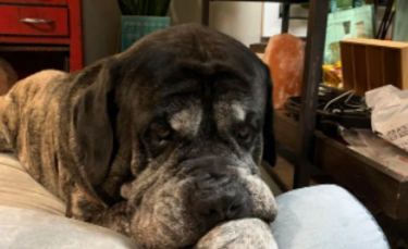 Illustration : "20 photos qui prouvent que le Mastiff est une race formidable "