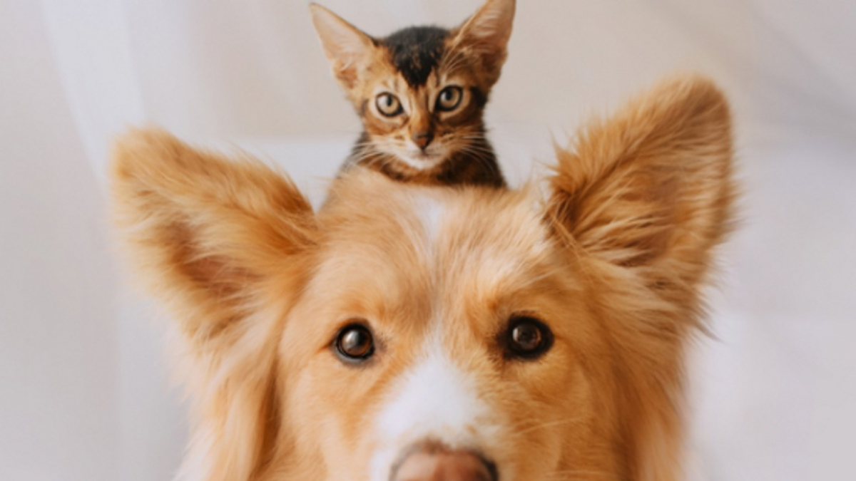 Illustration : "20 images attendrissantes d'amitiés entre chiens et chats"
