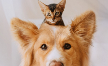 Illustration : "20 images attendrissantes d'amitiés entre chiens et chats"
