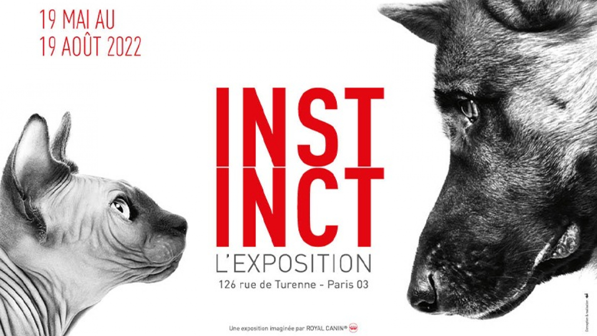 Illustration : "« Instinct » : l'expo photo pour rendre hommage aux chiens et aux chats présentée par Royal Canin à découvrir du 19 mai au 19 août "