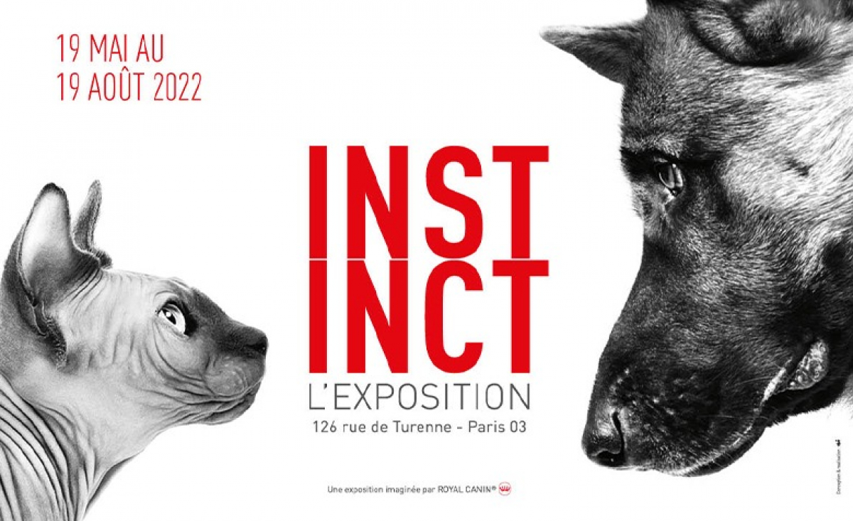 Illustration : "« Instinct » : l'expo photo pour rendre hommage aux chiens et aux chats présentée par Royal Canin à découvrir du 19 mai au 19 août "