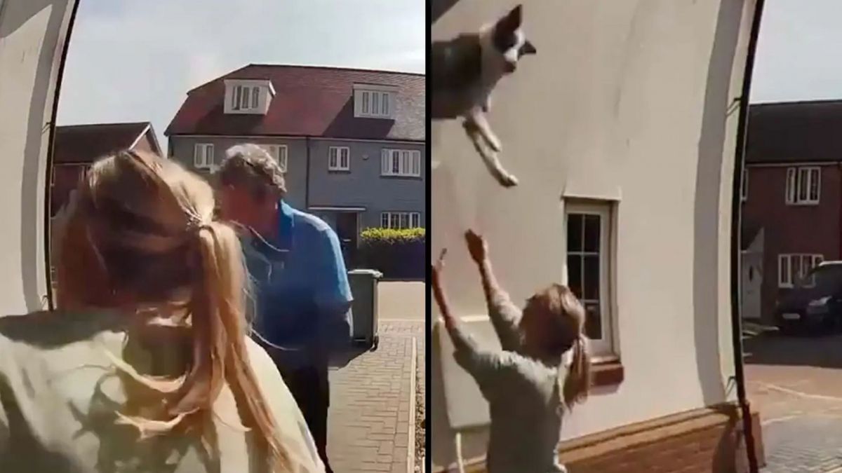 Illustration : "Grâce à un réflexe héroïque, une femme sauve un chien ayant sauté par la fenêtre d'une maison (vidéo)"