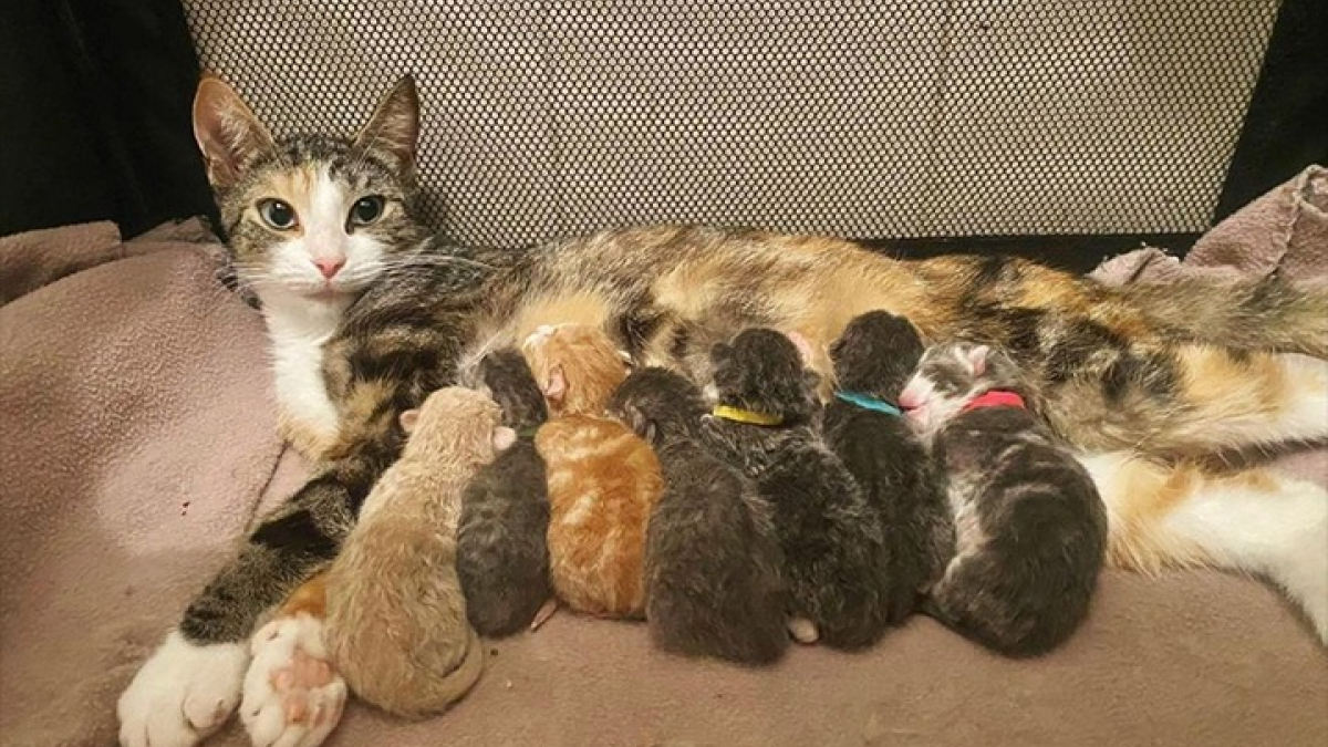 Illustration : "Une chatte errante trouve un foyer puis fait la surprise de mettre au monde 7 chatons"