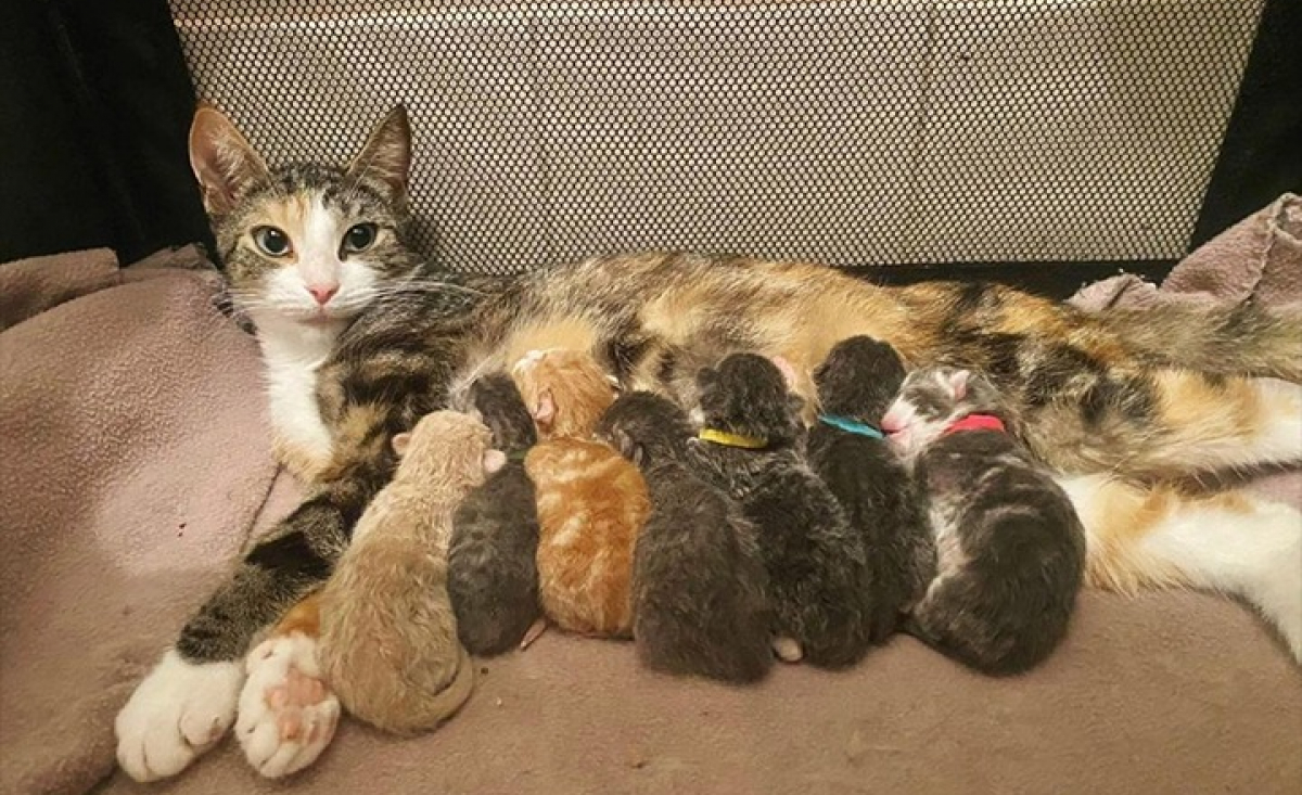 Illustration : "Une chatte errante trouve un foyer puis fait la surprise de mettre au monde 7 chatons"