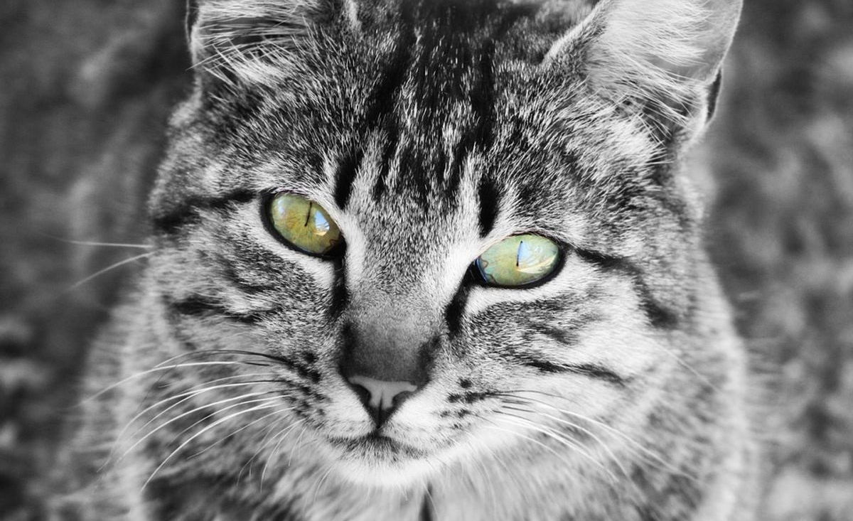 Illustration : "Une chatte errante reçoit quotidiennement à boire et à manger par une amie humain. Pour la remercier, elle lui apporte un cadeau inestimable !"