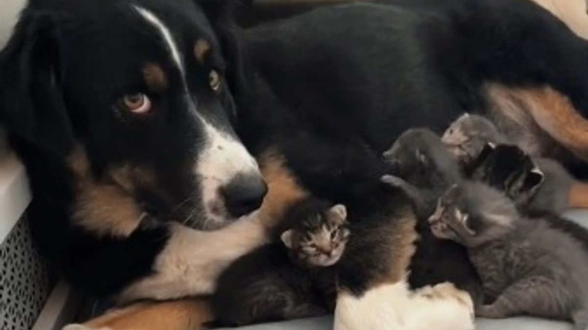 Illustration : "La vidéo attendrissante d'un chien qui devient la maman de substitution pour ces chatons pendant que leur mère prend une pause"