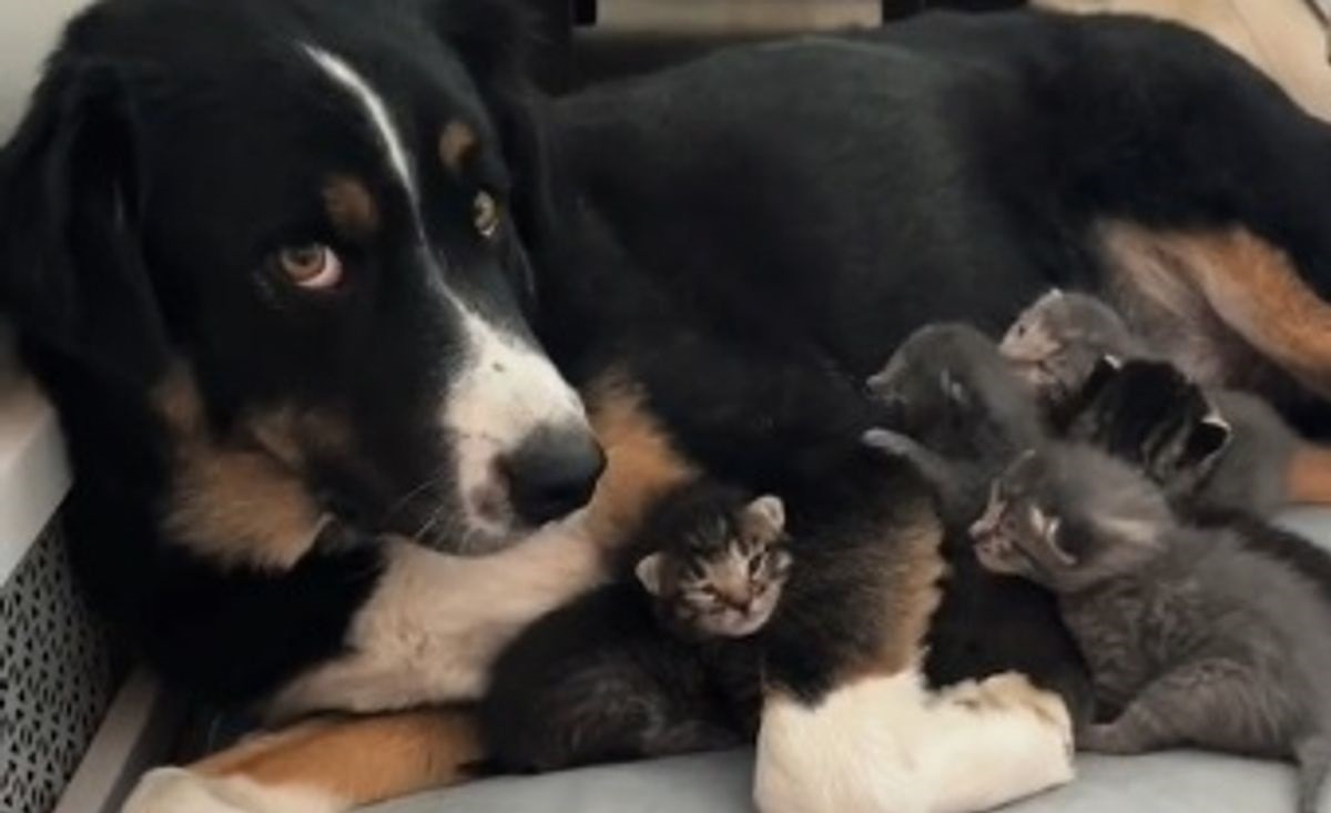 Illustration : "La vidéo attendrissante d'un chien qui devient la maman de substitution pour ces chatons pendant que leur mère prend une pause"