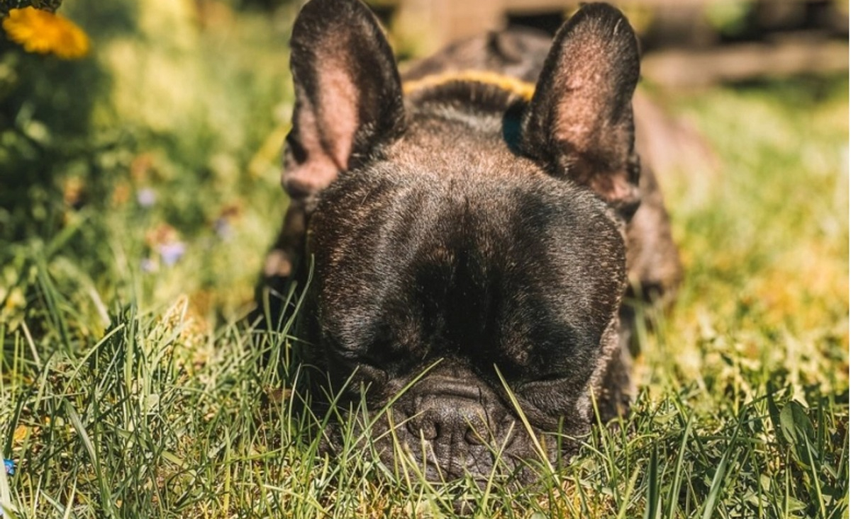 Illustration : "10 photos de chiens qui profitent du printemps"