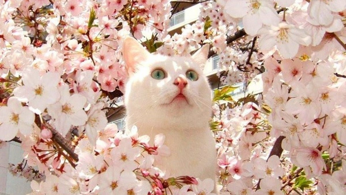 Illustration : "20 photos de chats qui goûtent aux douceurs du printemps"