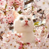 Illustration : 20 photos de chats qui goûtent aux douceurs du printemps