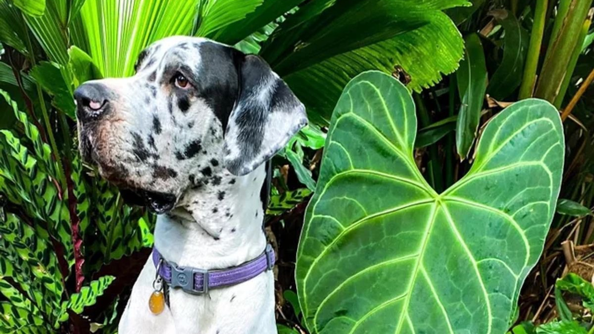 Illustration : "16 photos de chiens qui font concurrence à la beauté de la nature"