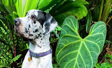 Illustration : "16 photos de chiens qui font concurrence à la beauté de la nature"