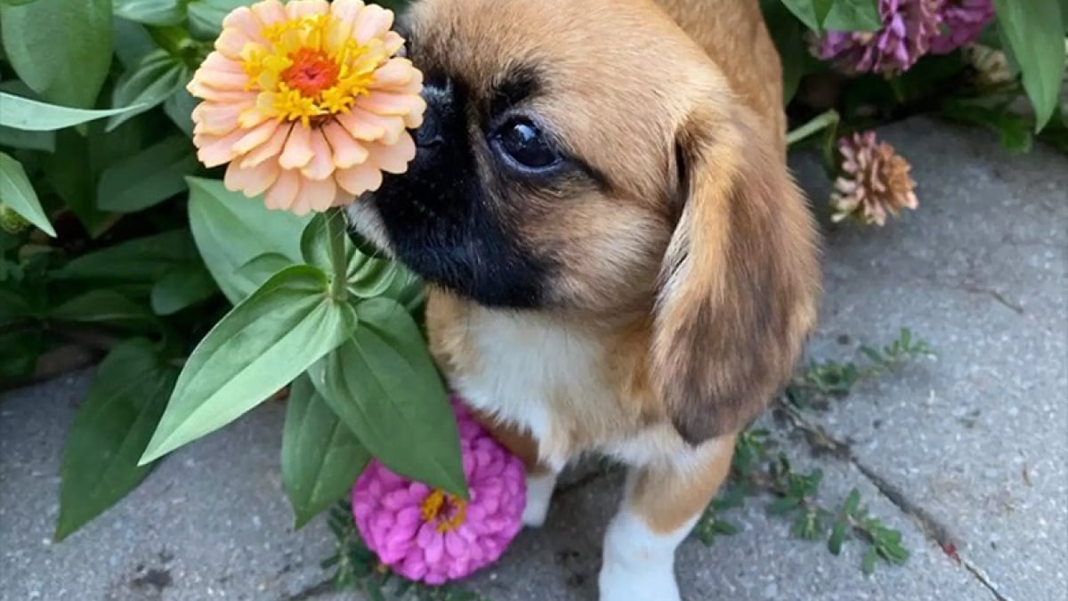 Illustration : "Un petit chien consacre son odorat à sa passion pour les fleurs"