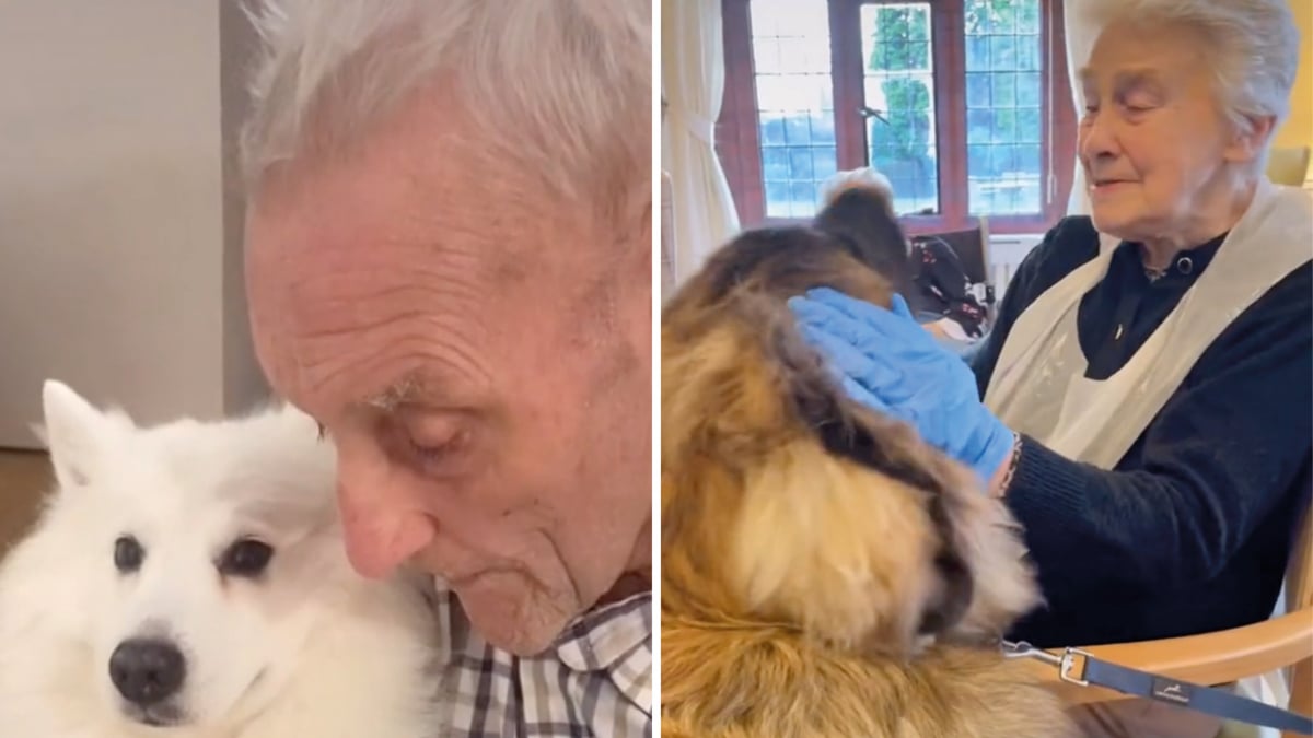 Illustration : "Dans cette maison de retraite, 2 chiens font le bonheur des résidents en leur apportant joie et affection (vidéo)"