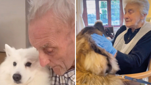 Illustration : "Dans cette maison de retraite, 2 chiens font le bonheur des résidents en leur apportant joie et affection (vidéo)"