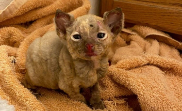 Illustration : "Cette chatte gravement brûlée poursuit sa rédemption avec un partenaire de choix"