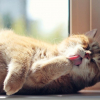 Illustration : Retour des chaleurs : 8 astuces pour aider votre chat à la supporter