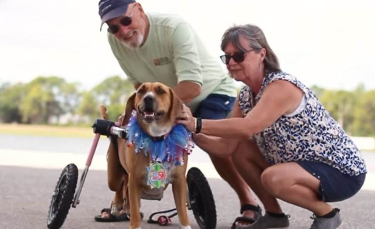 Illustration : "Cet amoureux des animaux offre près de 70 fauteuils roulants pour des chiens et chats handicapés"