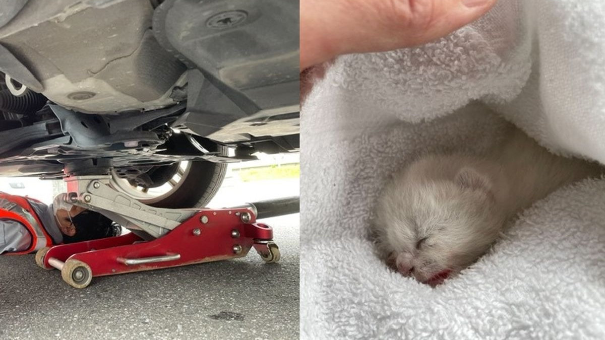 Illustration : "Un chaton nouveau-né blessé et retrouvé sans sa maman sous le capot d'une voiture"