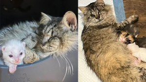 Illustration : Une chatte errante aveugle fait tout son possible pour sauver ses petits malgré son handicap