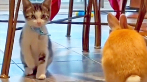 Illustration : Un chaton qui fait preuve de mimétisme en sautillant comme un lapin émeut la toile (vidéo)