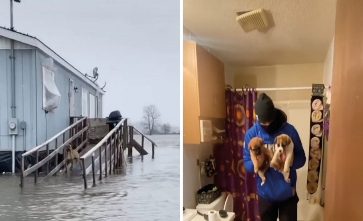 Illustration : "Un sportif de haut niveau brave tous les dangers pour sauver une famille de chiens piégée par les inondations (vidéo)"