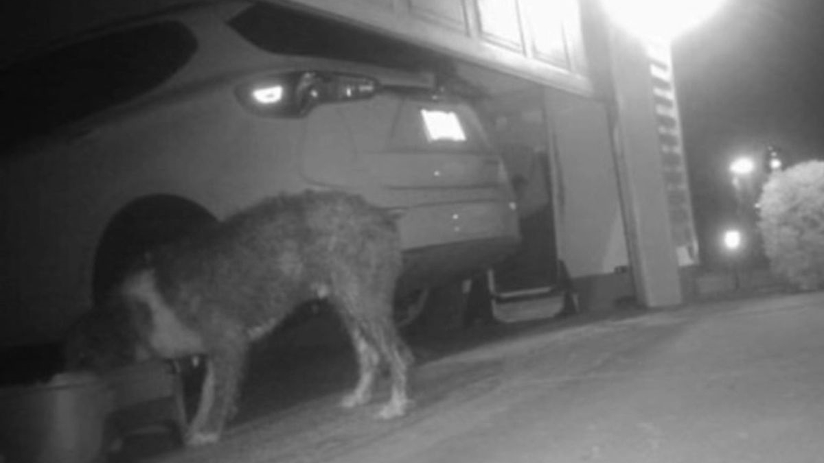Illustration : "Les images capturées par une caméra dans le quartier redonnent espoir à une famille cherchant son chien depuis une semaine"