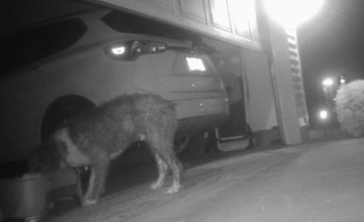 Illustration : "Les images capturées par une caméra dans le quartier redonnent espoir à une famille cherchant son chien depuis une semaine"