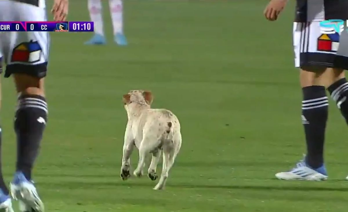Illustration : " Un chien enjoué interrompt un match de football et capte toute l'attention de la foule ! (Vidéo)"