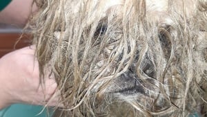 Illustration : Un Shih Tzu découvert dans un état lamentable rebondit sur ses pattes et trouve le foyer de ses rêves