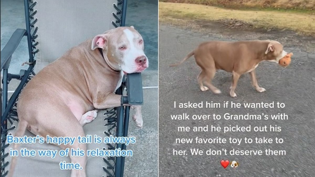 Illustration : "Heureux de rendre visite à sa grand-mère, ce chien adorable lui apporte son jouet préféré ! (Vidéo)"