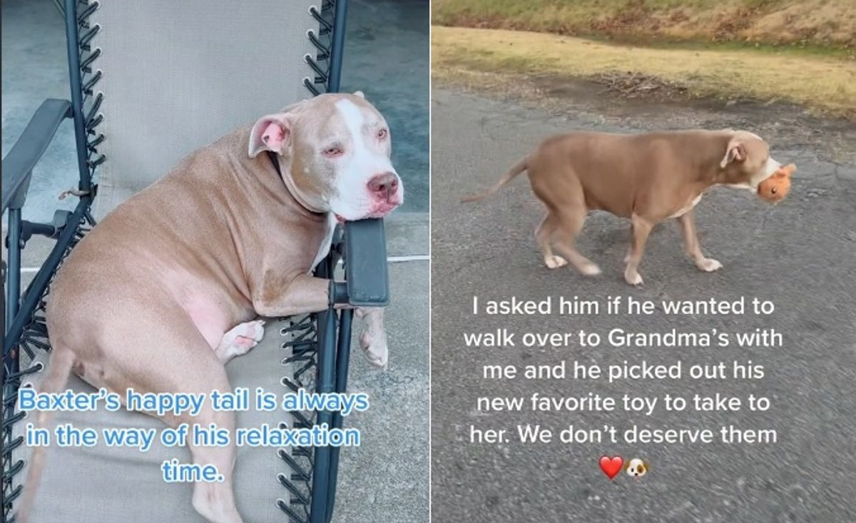 Illustration : "Heureux de rendre visite à sa grand-mère, ce chien adorable lui apporte son jouet préféré ! (Vidéo)"
