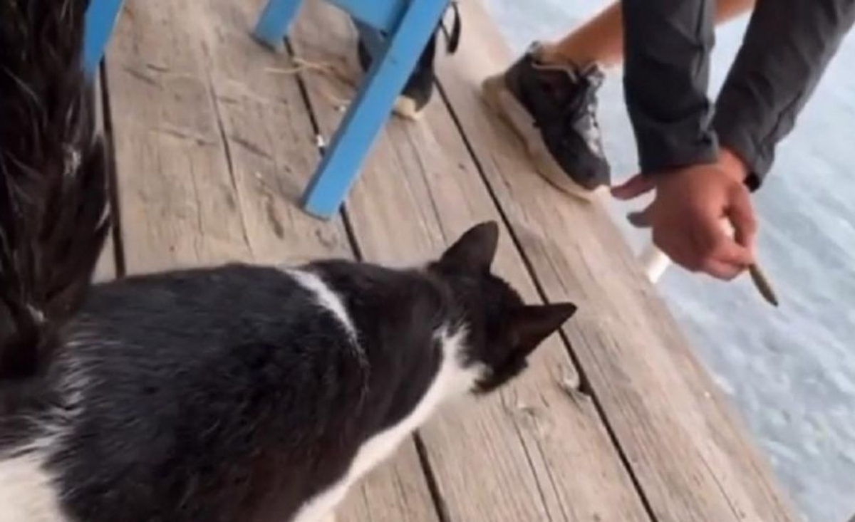 Illustration : "Un homme risque 10 ans de prison et 50 000 € d'amende pour avoir poussé un chat dans l'eau (vidéo)"