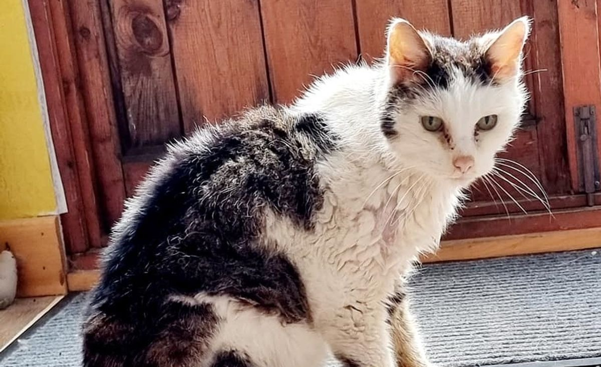 Illustration : "Une chatte senior surmonte les épreuves avec courage et fait sensation sur Internet avec son ronronnement adorable (vidéo)"