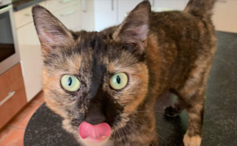 Illustration : Une chatte rentre à la maison avec la langue mutilée, une opération chirurgicale longue et complexe s'impose pour la sauver