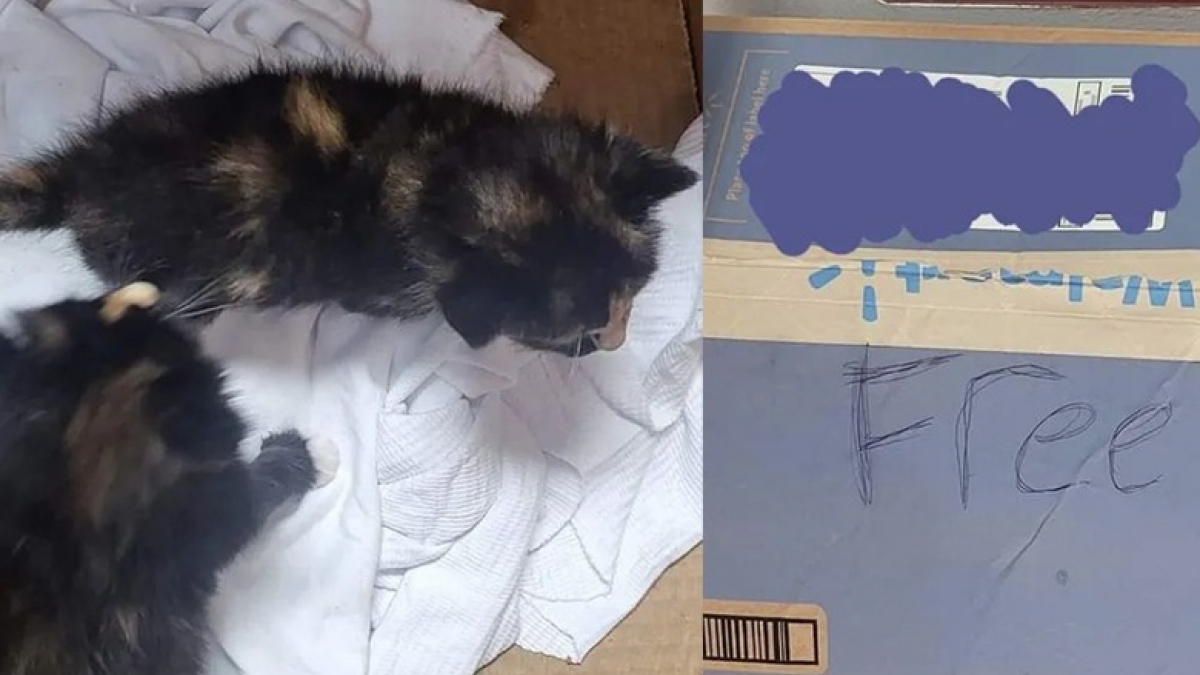 Illustration : "Deux chatons retrouvés devant un magasin dans un carton portant la mention gratuit deviennent inséparables"