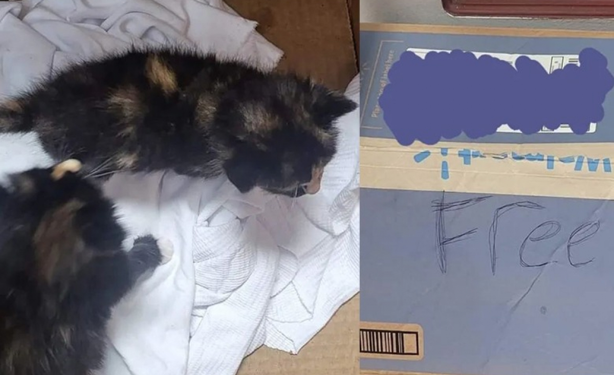 Illustration : "Deux chatons retrouvés devant un magasin dans un carton portant la mention gratuit deviennent inséparables"