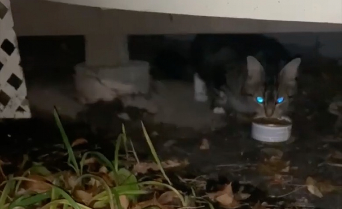 Illustration : "Une chatte errante retrouvée avec ses 3 chatons sous un balcon cherche désormais une nouvelle famille à qui faire confiance (vidéo)"