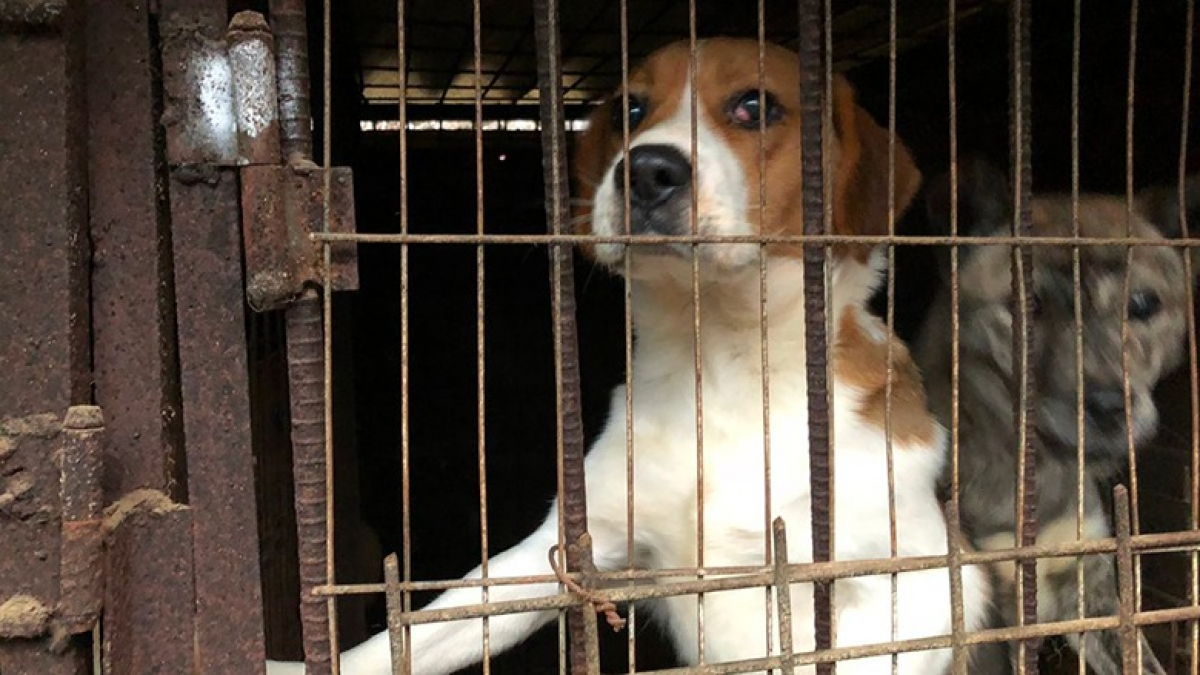 Illustration : "Un chien sauvé d’une ferme d’élevage de viande en Corée du Sud compte bien profiter de sa deuxième chance au Royaume-Uni "