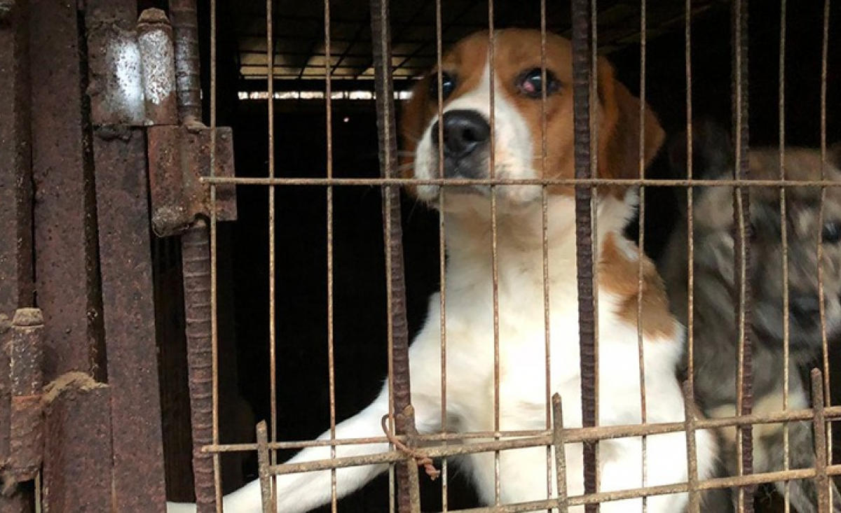 Illustration : "Un chien sauvé d’une ferme d’élevage de viande en Corée du Sud compte bien profiter de sa deuxième chance au Royaume-Uni "