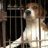 Illustration : Un chien sauvé d’une ferme d’élevage de viande en Corée du Sud compte bien profiter de sa deuxième chance au Royaume-Uni 