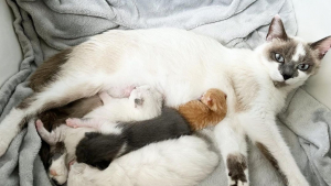 Illustration : Une chatte adopte un chaton orphelin bien plus petit que les siens (vidéo)