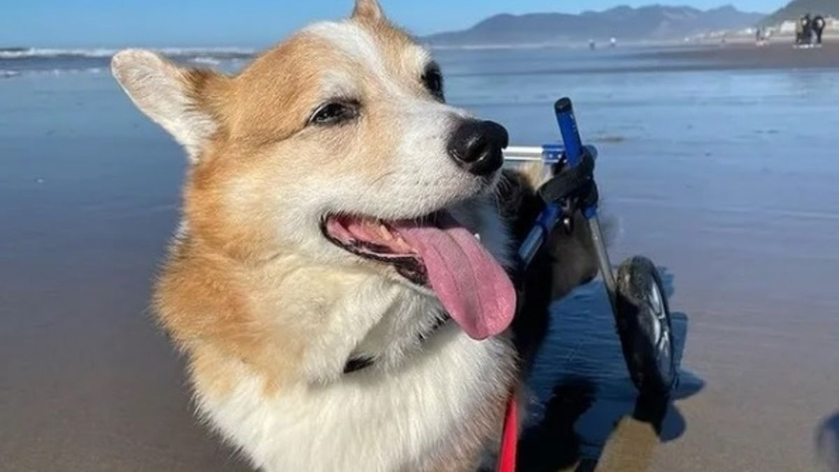 Illustration : "15 photos de chiens pour lesquels la plage est synonyme de bons souvenirs de vacances"