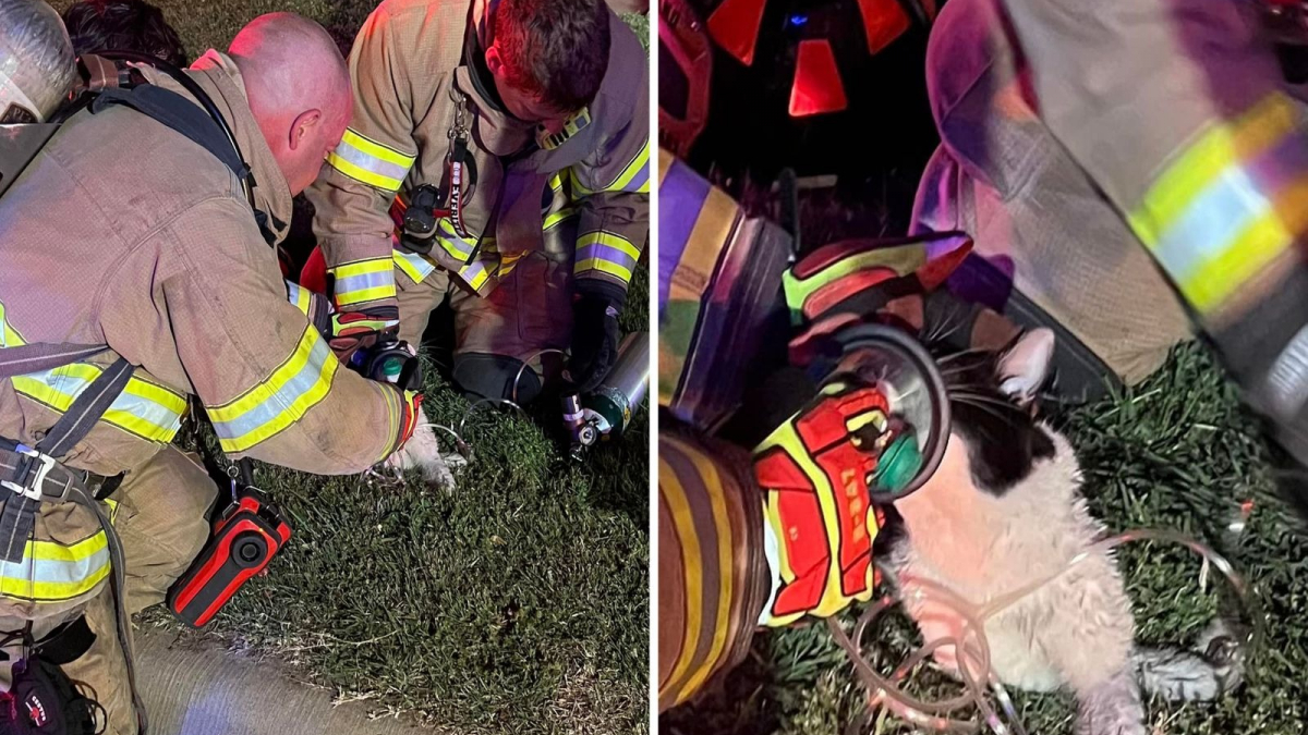 Illustration : "Victime d'un incendie, ce chat renaît de ses cendres grâce aux pompiers qui lui administrent de l'oxygène !"