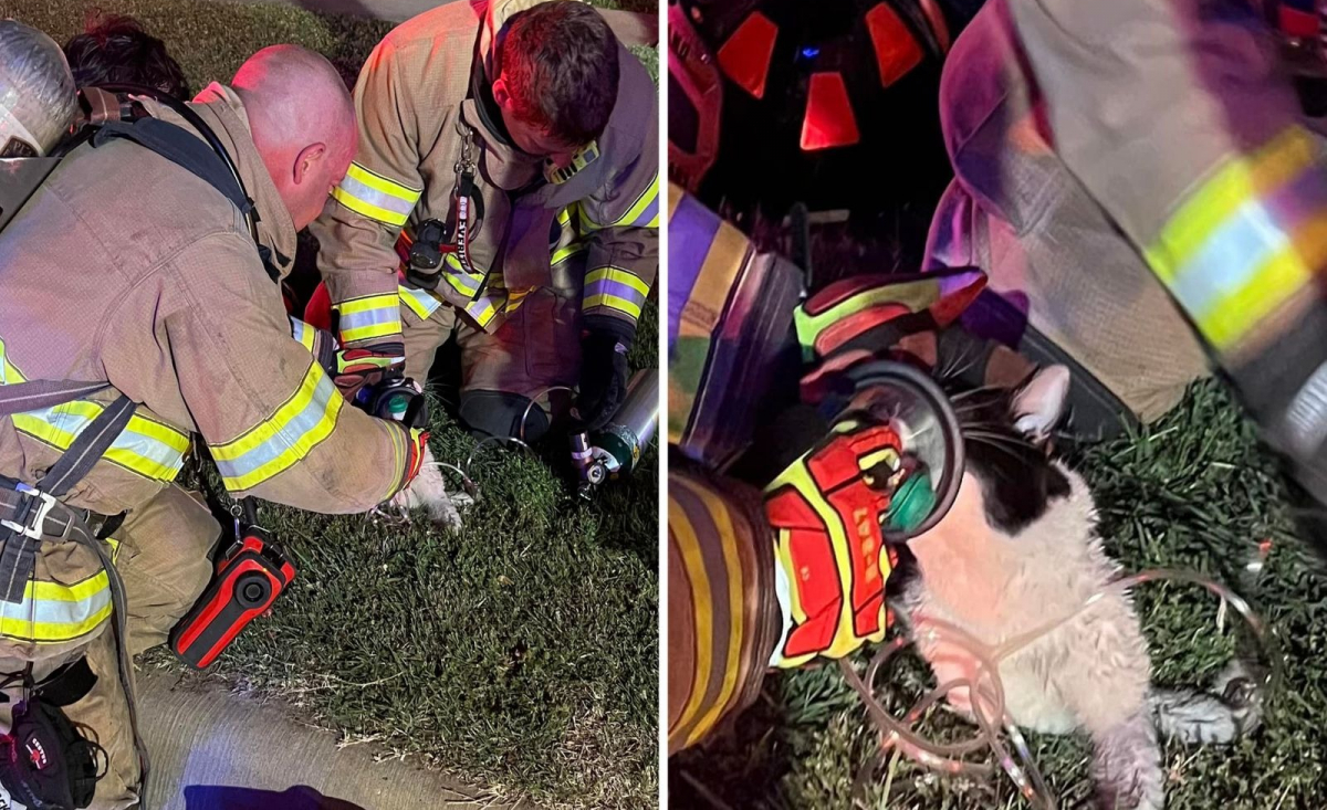 Illustration : "Victime d'un incendie, ce chat renaît de ses cendres grâce aux pompiers qui lui administrent de l'oxygène !"