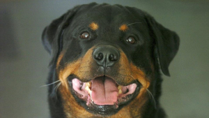 Illustration : Le propriétaire d’un Rottweiler ignorait qu’il s’était échappé en son absence, jusqu’à cet appel inattendu du patron de son bar préféré