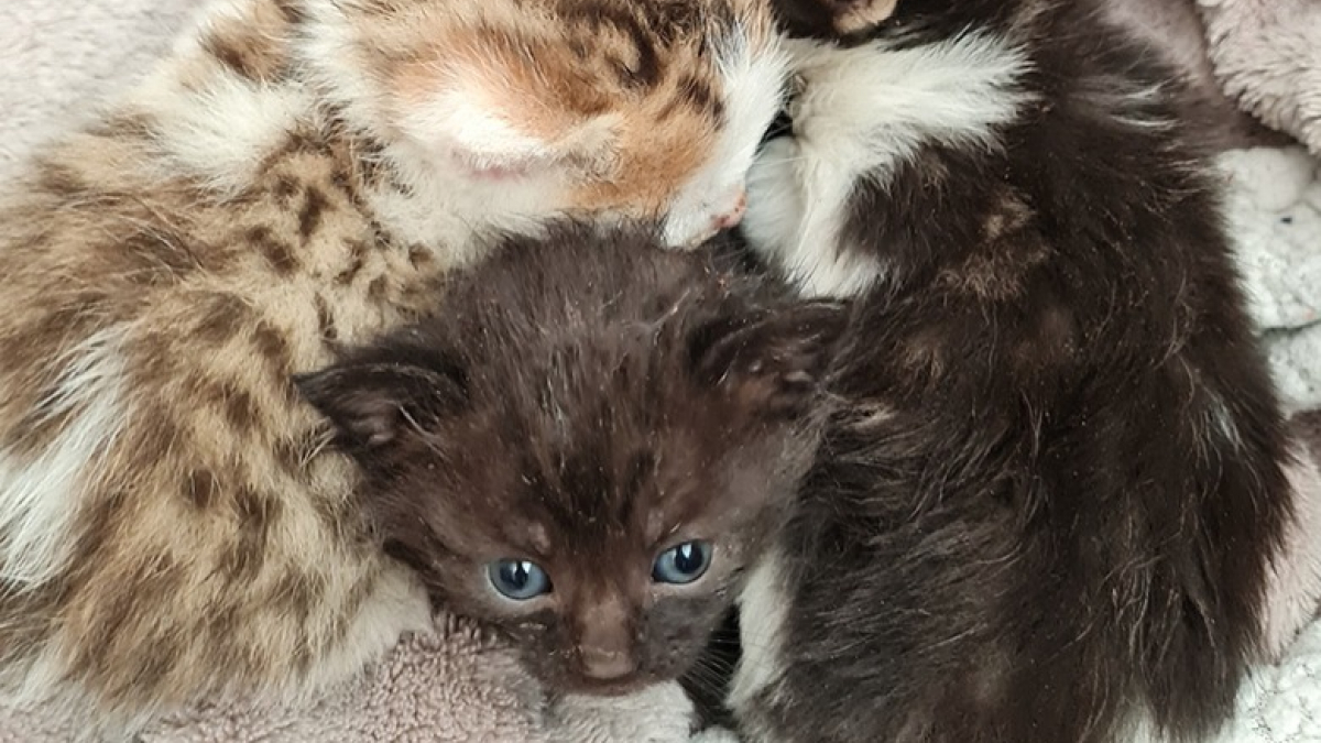 Illustration : "L’abandon de 4 chatons retrouvés en plein soleil sur une aire de repos dans le Nord met en colère les associations de protection animale"