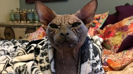 Illustration : Un Sphynx âgé trouve une famille d’adoption pour ses vieux jours malgré son air grincheux 